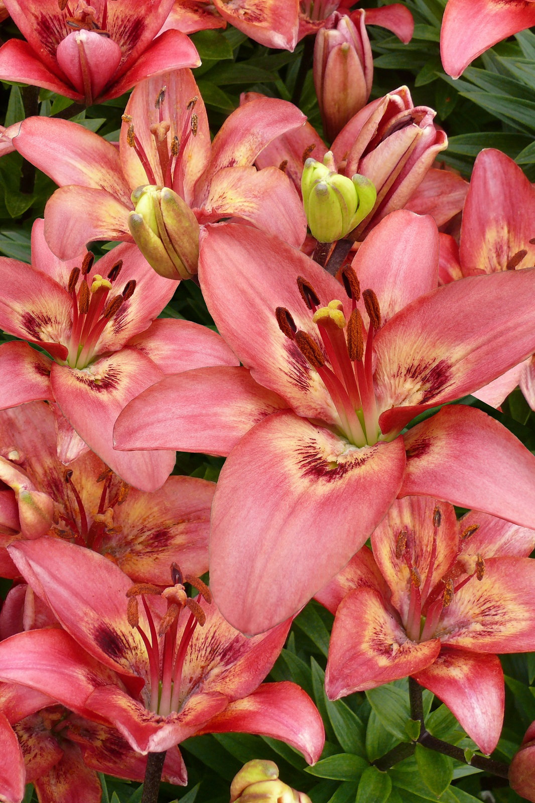 Lilium Asiatic 'Tinilco'